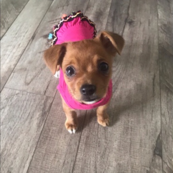 Other - 💖🎾🐶BELLA⭐️☀️🦋